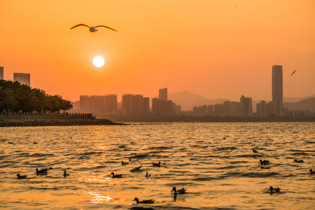 海鸥群