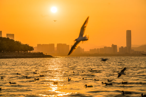 海鸟与日出