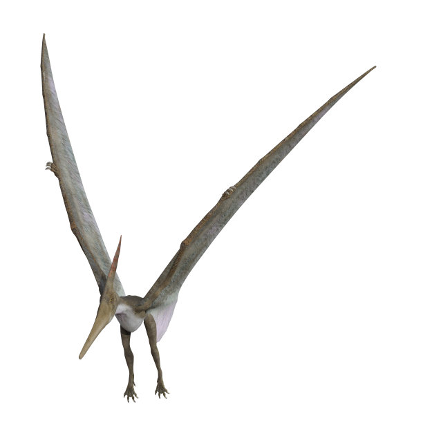翼龙模型