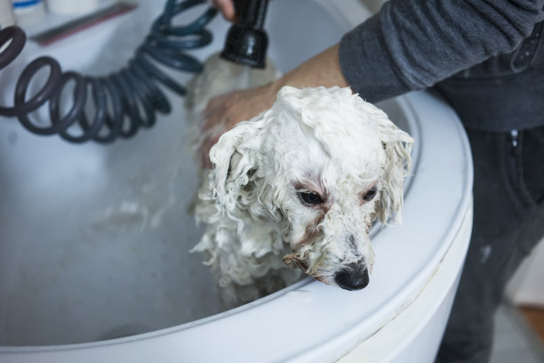 比熊,白色的小犬