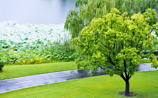 雨后荷花