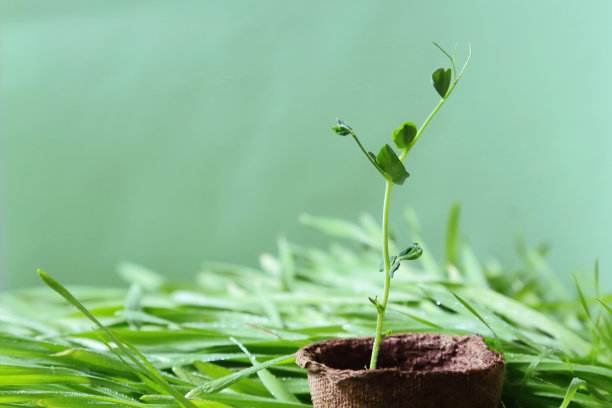 蔓生草本植物