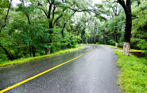 一排树木的道路