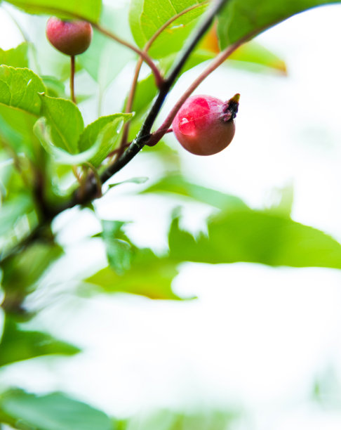 野苹果树