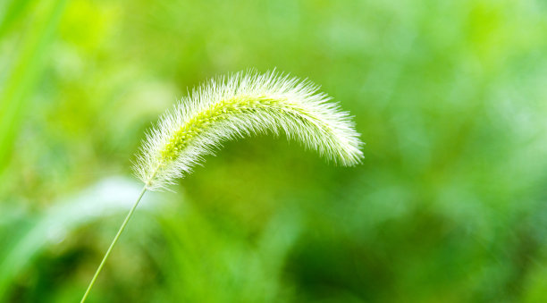 野生植物