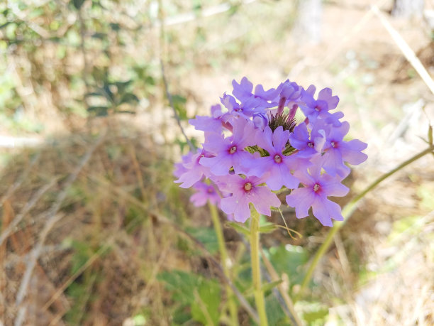 路边的野花