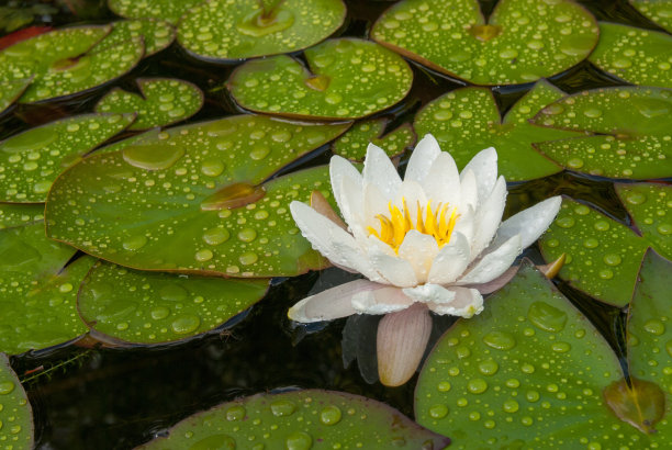 雨后荷花