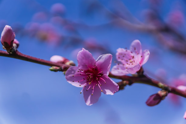 水蜜桃,高清大图