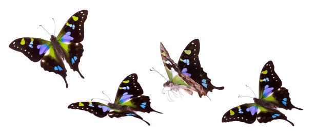 一群白色蝴蝶