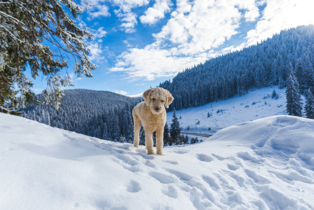 滑雪场图片