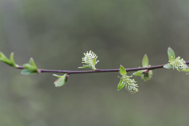 柳枝嫩芽