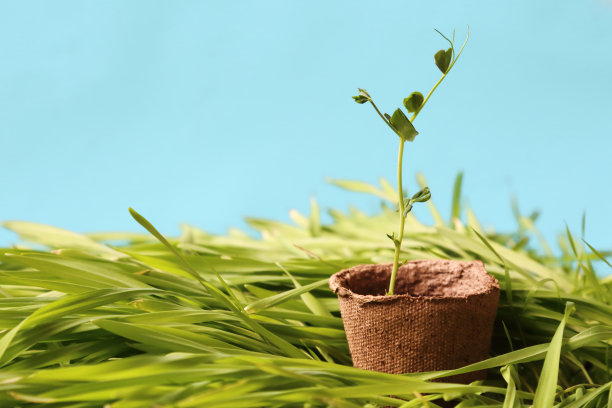 蔓生草本植物