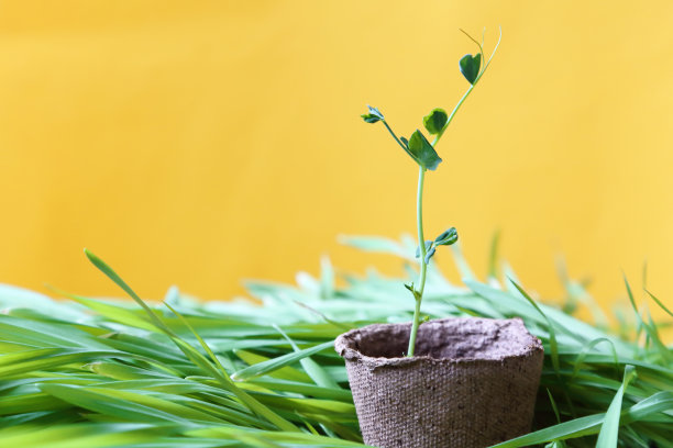 蔓生草本植物