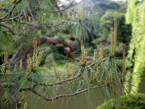 仙人掌 针叶植物