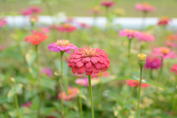 鱼尾菊