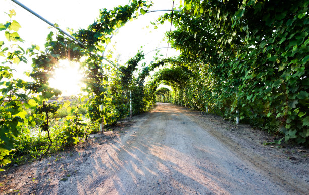 登山步道