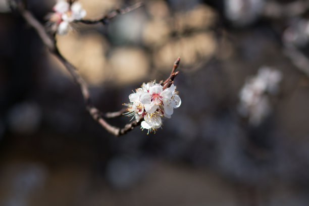 满树的樱花高清图