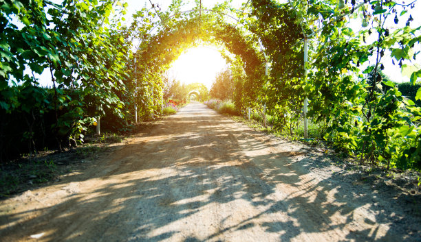 小路土路步道