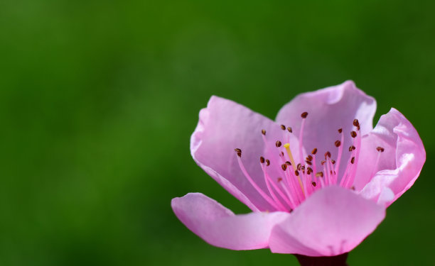 一枝桃花