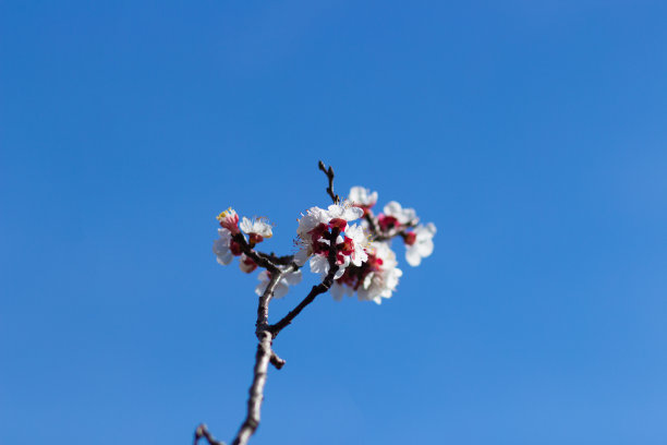 晴天天气