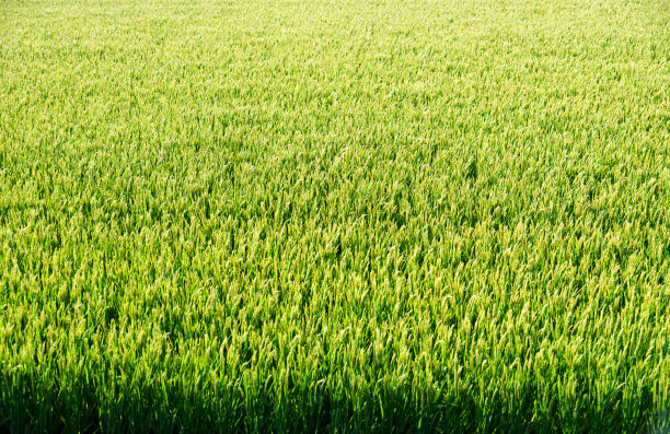 水稻收割季