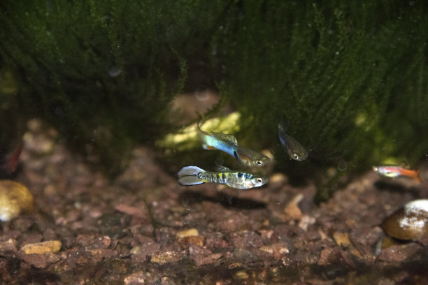 水族馆水草海底世界