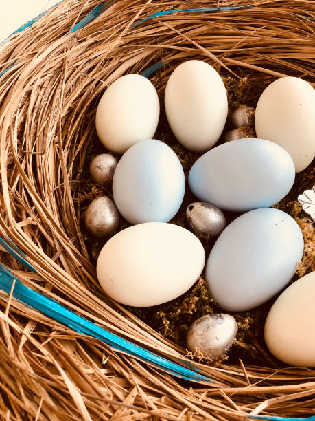 鸟巢中的鸡蛋