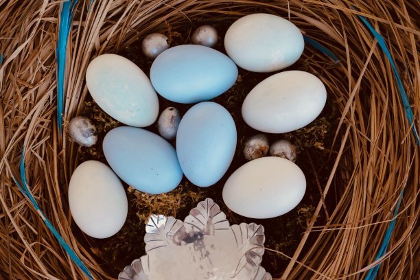 鸟巢中的鸡蛋