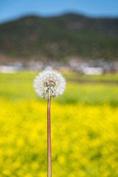 山花子