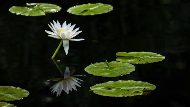 香睡莲