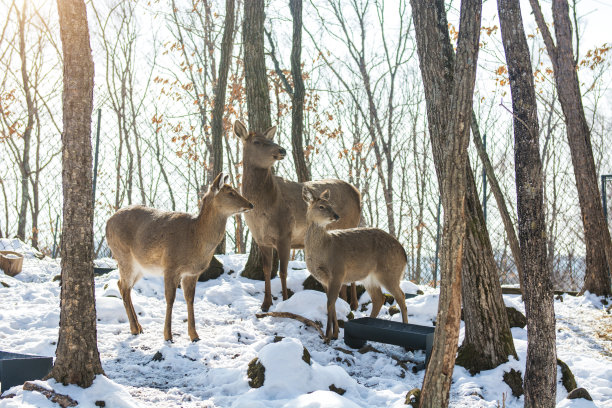 大雪中的亭子