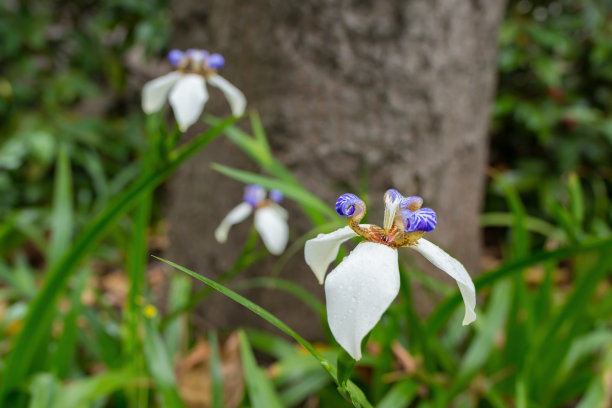 花芯