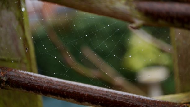 蜘蛛网上的水珠