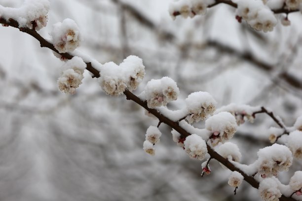 樱花季