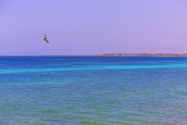 海鸟与日出