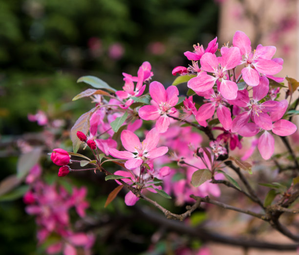 图案与苹果花