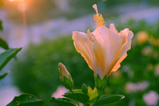 路边的野花