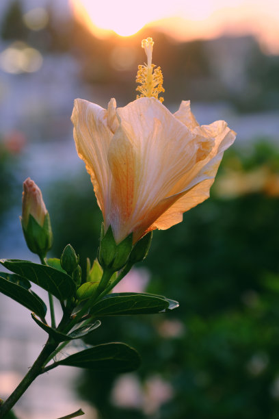 路边的野花