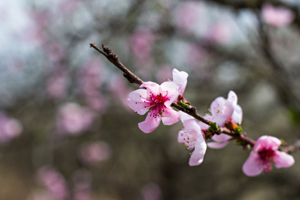 水蜜桃,高清大图