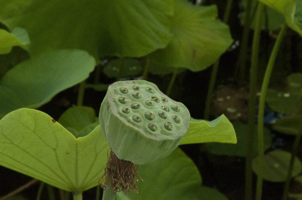 荷花种子