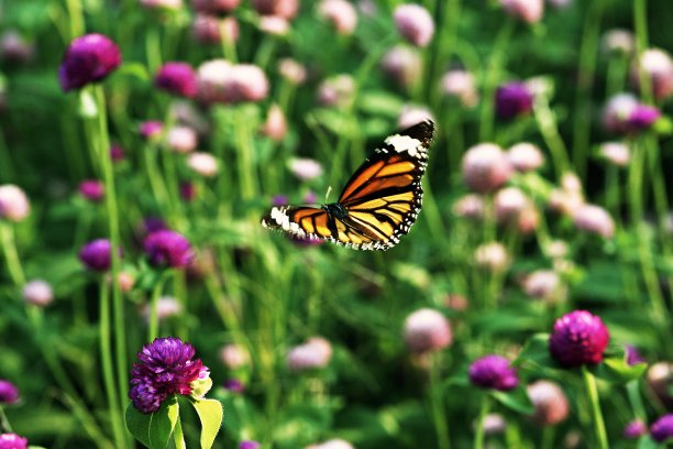 草丛中飞舞的蝴蝶