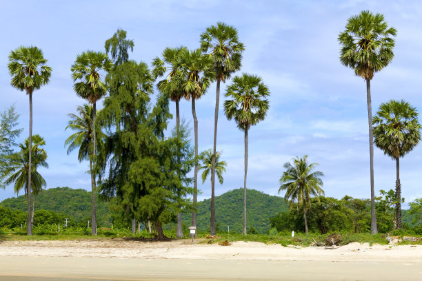 泰国普吉岛椰子树