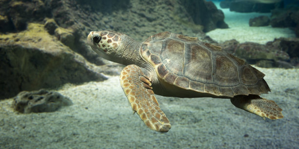 濒危动物濒危海洋生物