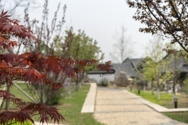 中式庭院绿化树木
