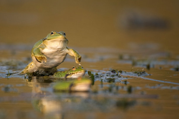 蛙蛙叫
