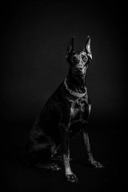黑色杜宾犬