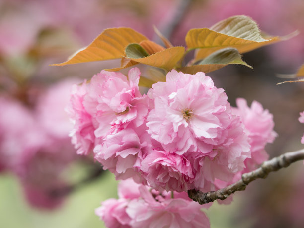 重瓣樱花