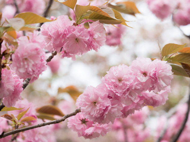 重瓣樱花