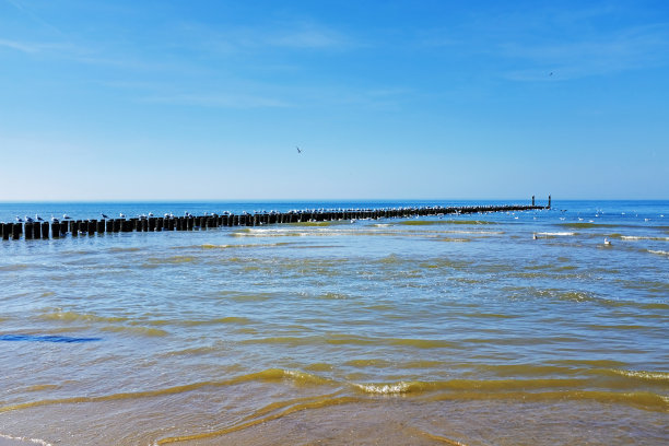 海鸥群