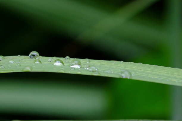 晶莹剔透和露珠